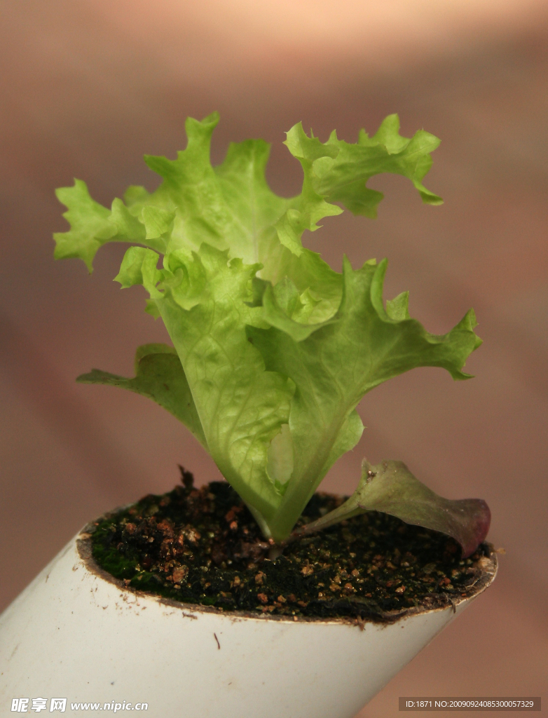 生菜