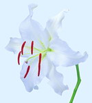 百合