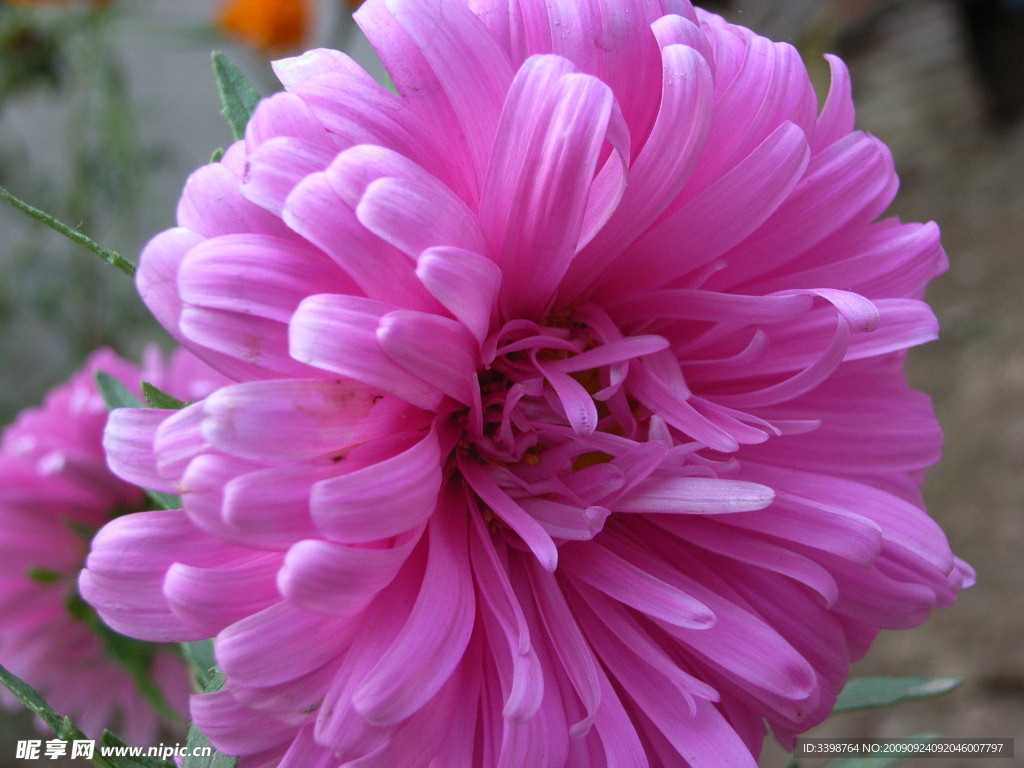菊花