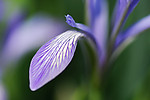 马兰花瓣
