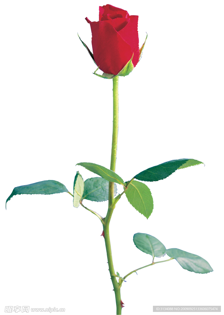 玫瑰花