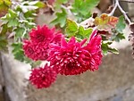 红菊