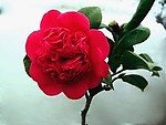 山茶花