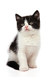 可爱小猫