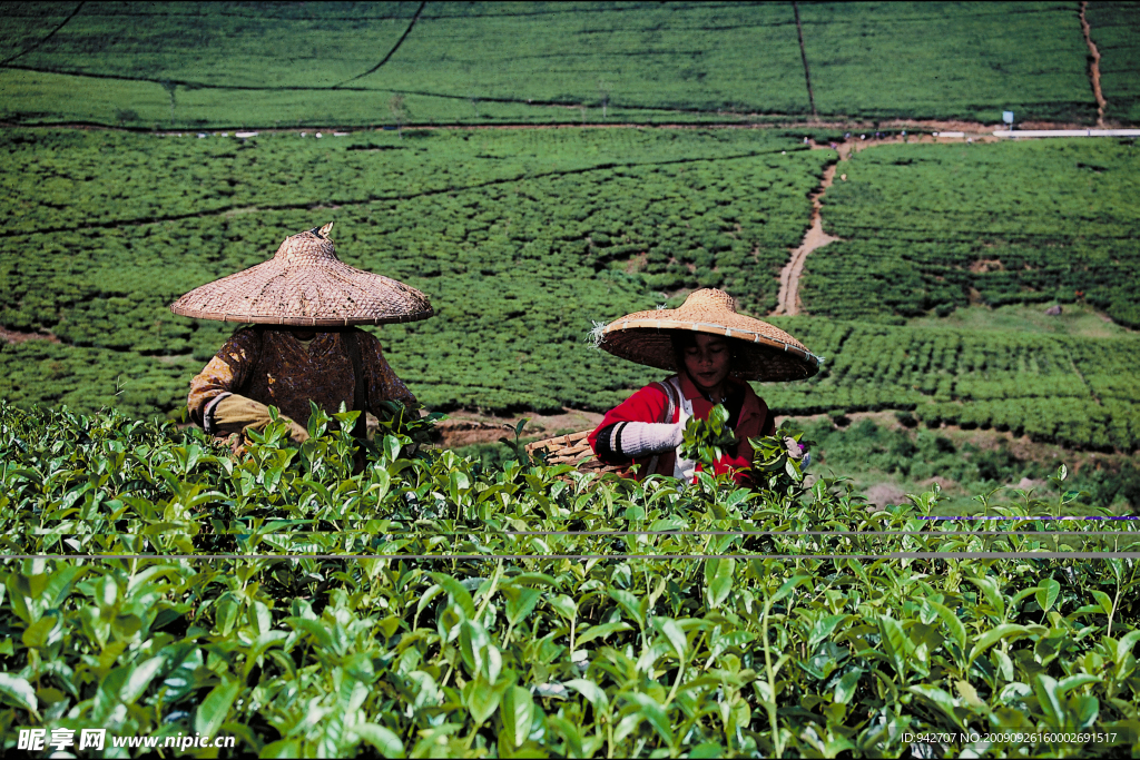 美丽的茶园