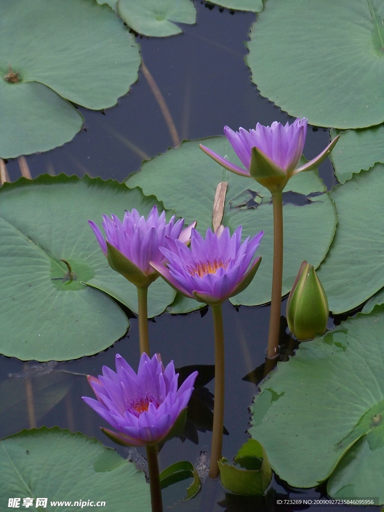 荷花