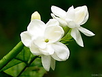 茉莉花