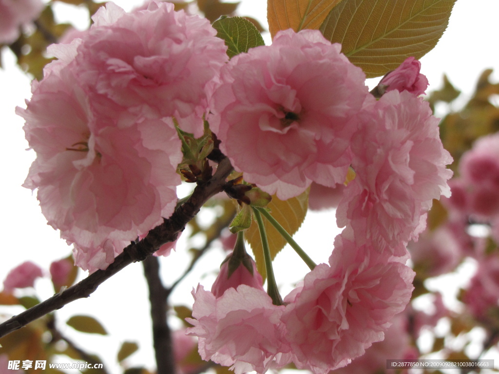 樱花特写