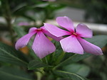 小红花