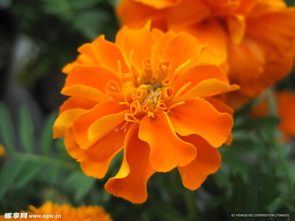 雏菊