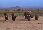 动物世界 大象 大象群 非洲
