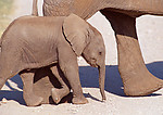 大象 大象群 动物世界 大象生活环境