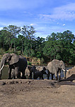 大象 大象群 动物世界