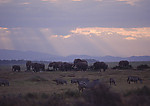 大象 大象群 动物世界 夕阳