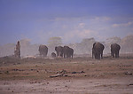 大象群 动物世界