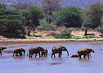 大象 大象群 动物世界 大象生活环境