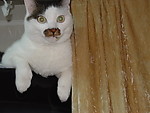 猫咪