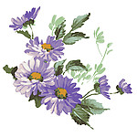 菊花图