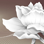 黑白花