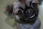 小狗