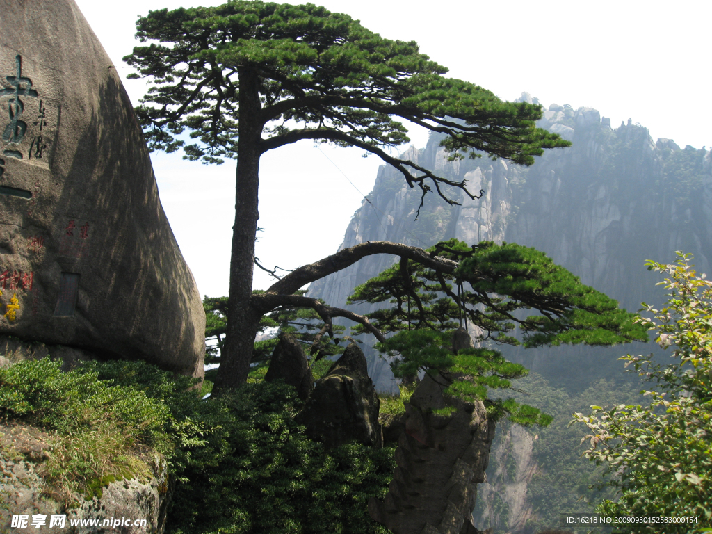 黄山迎客松