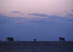大象 大象群 动物世界 大象生活环境 夕阳
