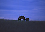 大象 大象群 动物世界 大象生活环境 夕阳