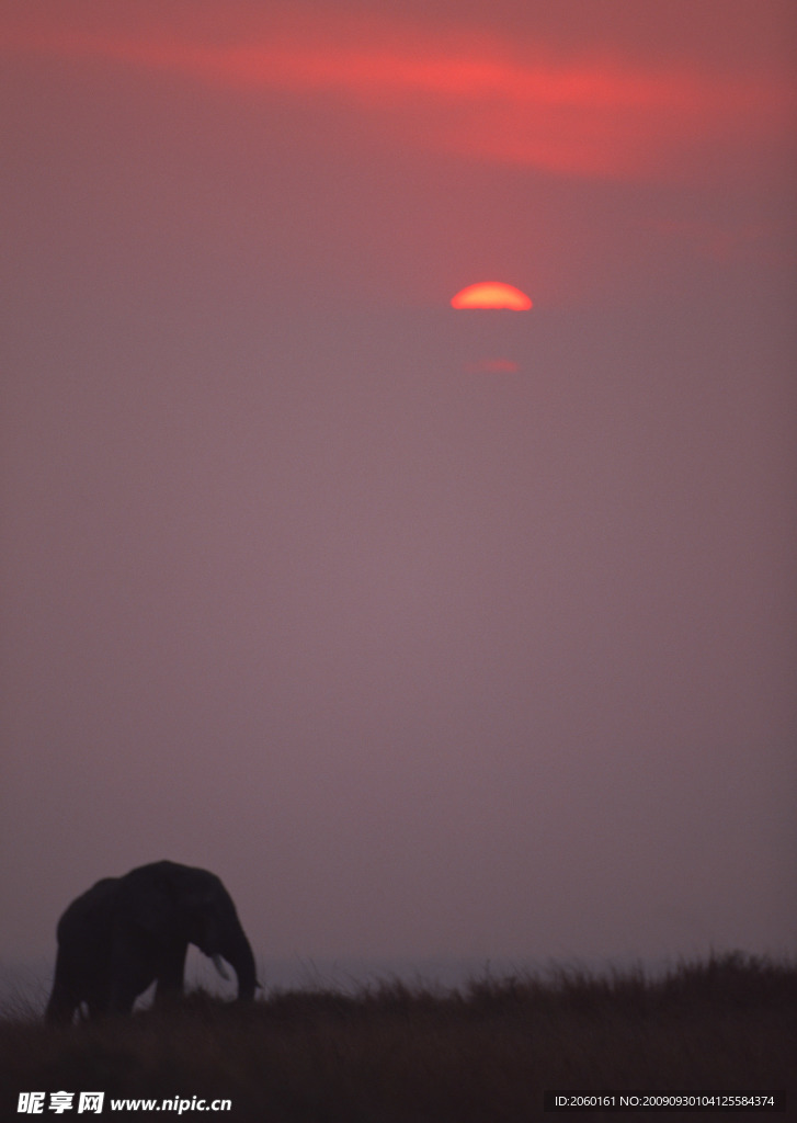 大象 大象群 动物世界 大象生活环境 夕阳