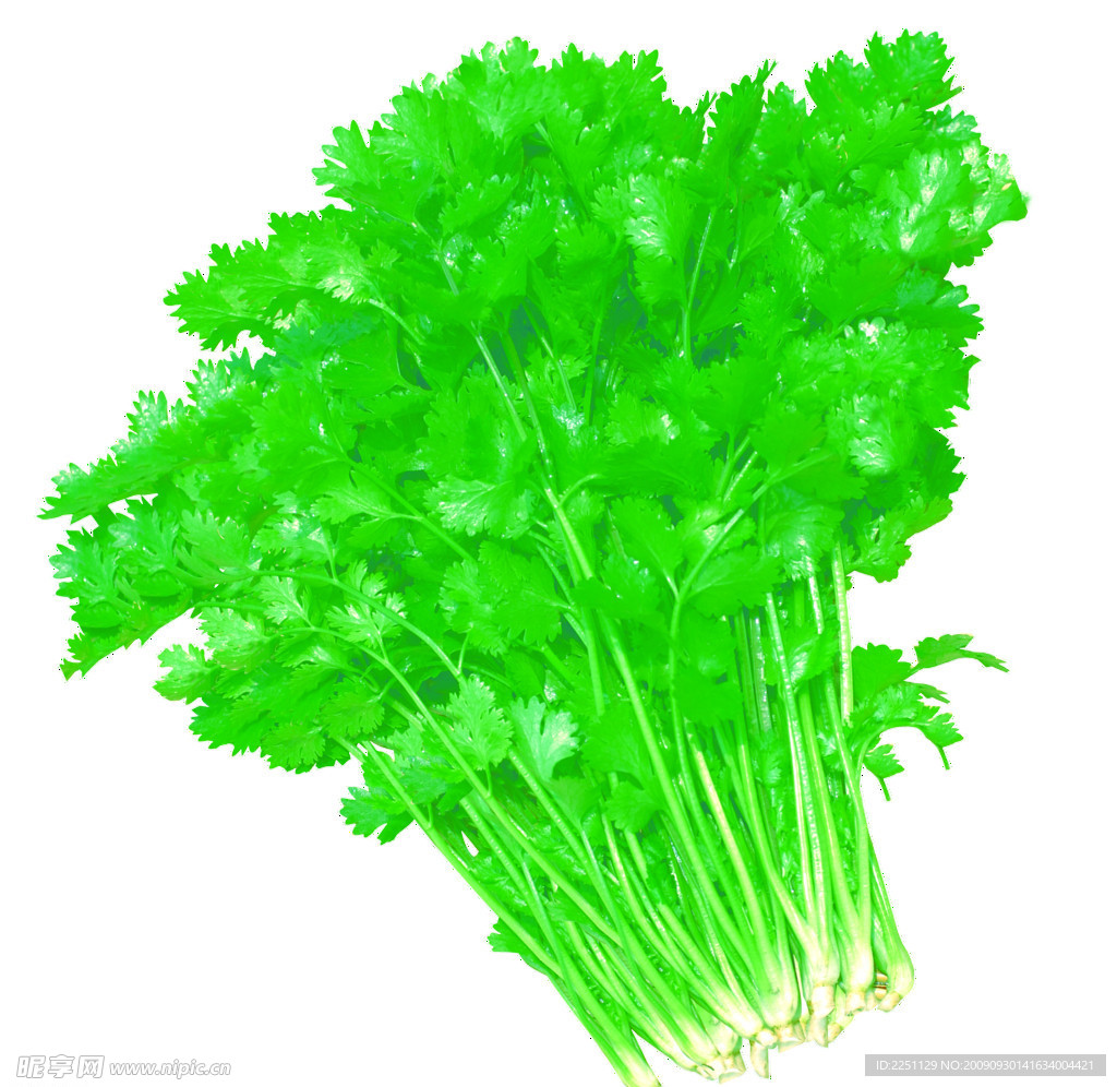 香菜