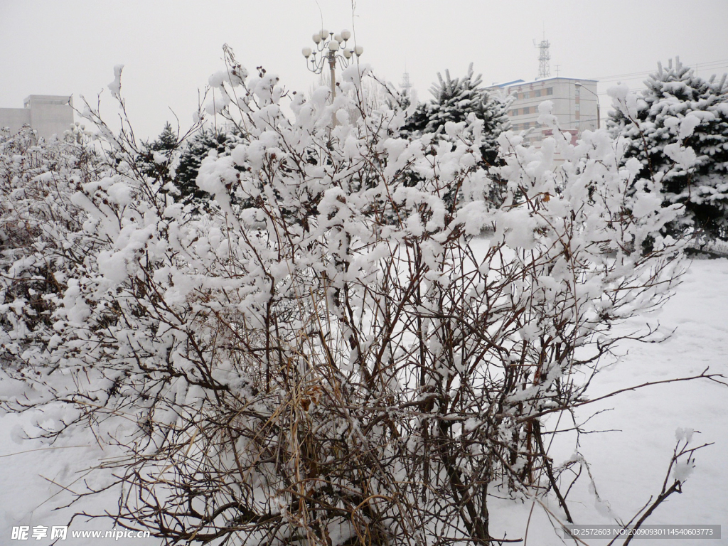 雪落树枝