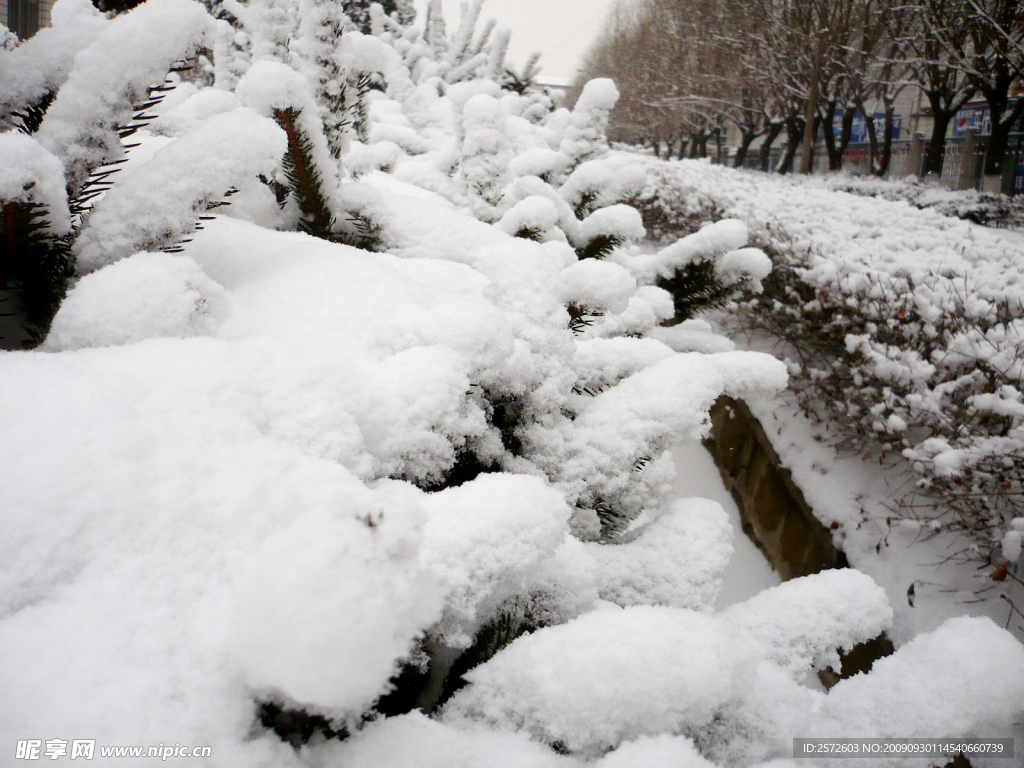 雪落松树