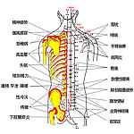 背部穴位图