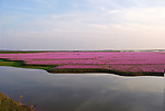 鄱阳野生红花草草坪
