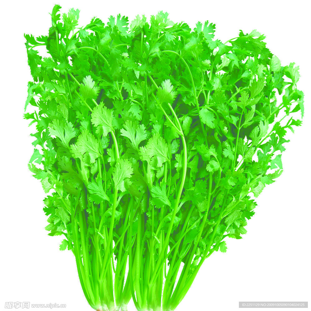 香菜