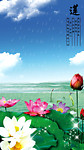 寒塘盛夏雨帘莲