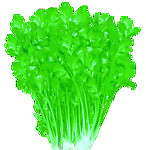香菜