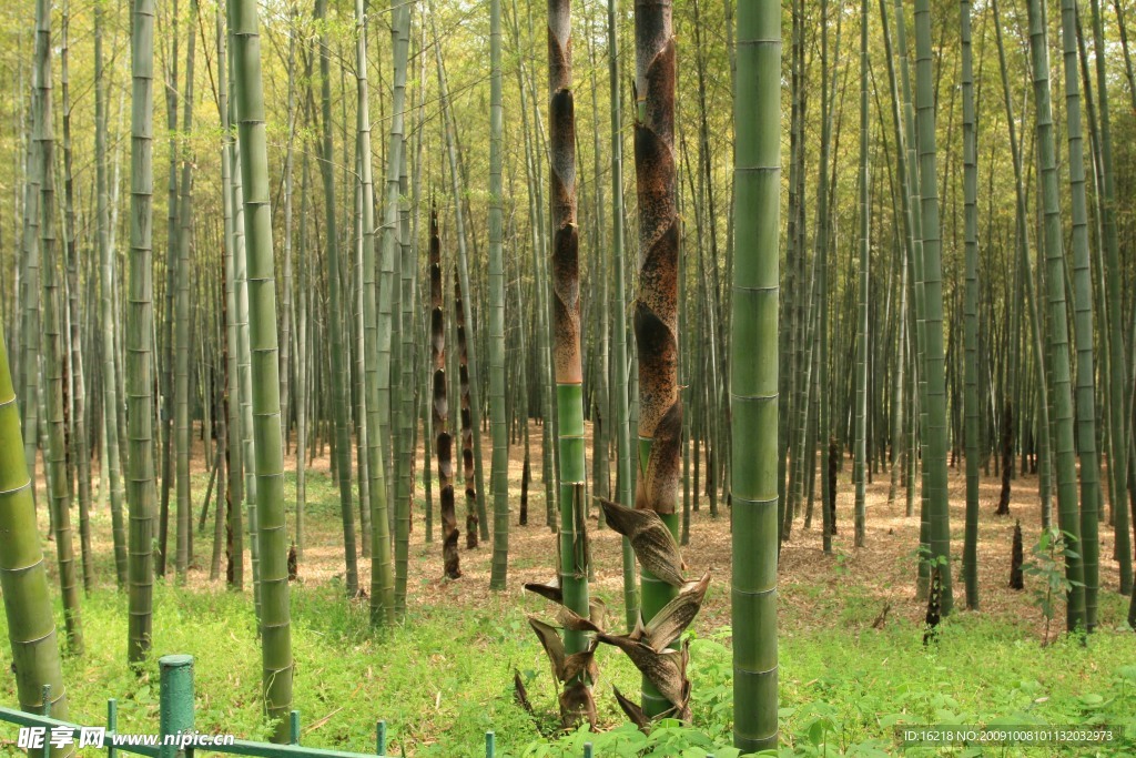 春笋和竹林