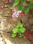 小花儿
