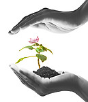 呵护植物高清图片