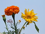 花卉