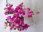 花卉
