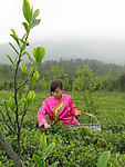 采茶姑娘