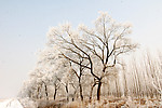 雪景
