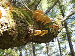 野菌