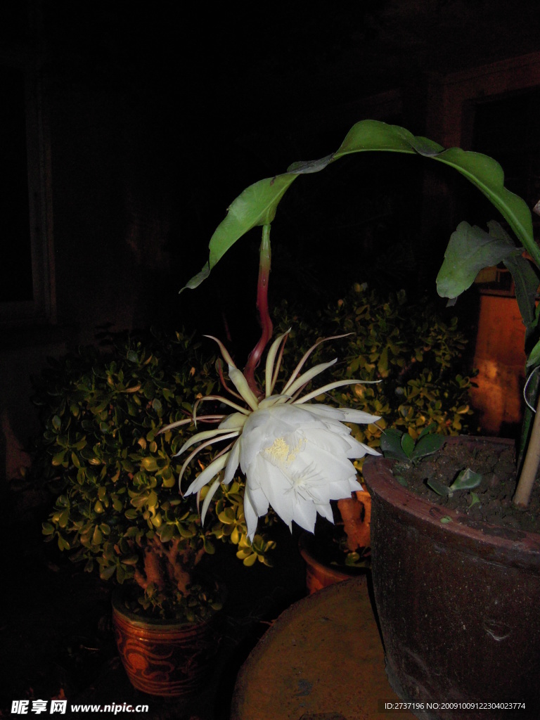 昙花一现