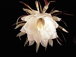 昙花