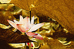 金色莲花