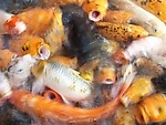 观赏鱼
