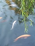 观赏鱼