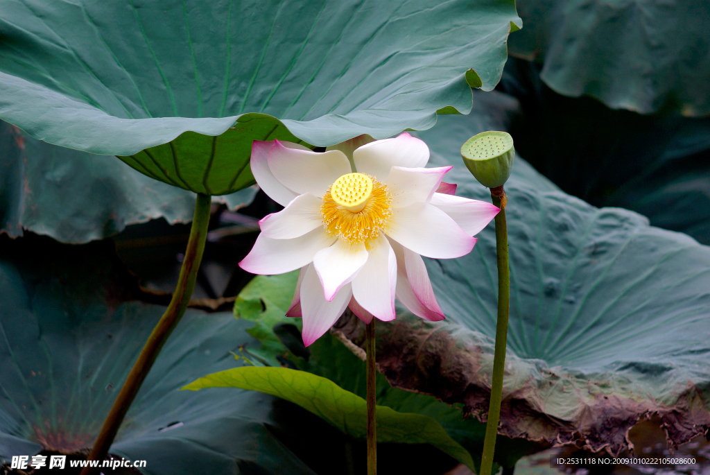 圣洁莲花